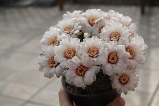 仙人球绯花玉有3个养护技巧一年开三季花色丰富花期长