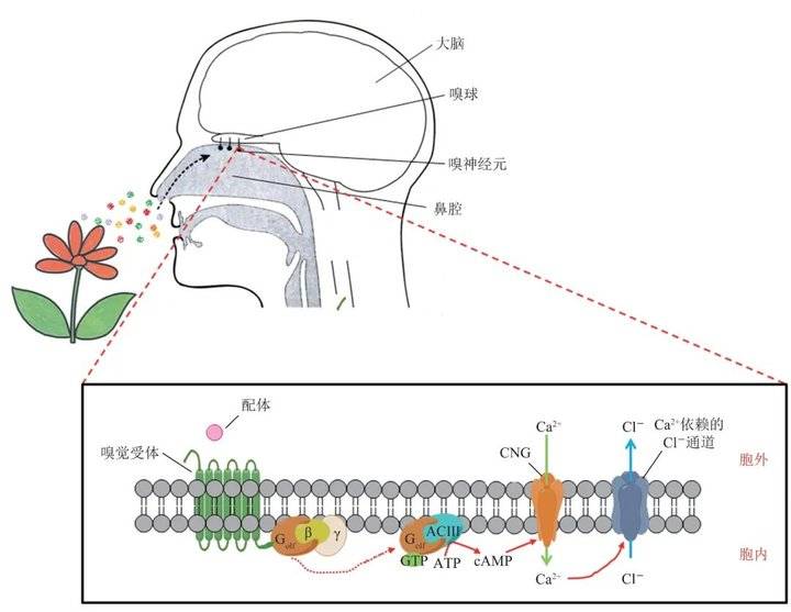 馋死了能不能边看美食视频边闻到香气真的可以实现