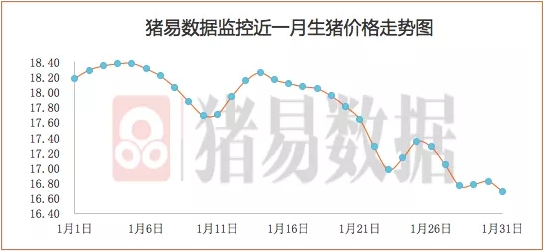 猪价下行猪股大涨？行业人士：养殖户集中出栏压猪价，猪企利润空间增加