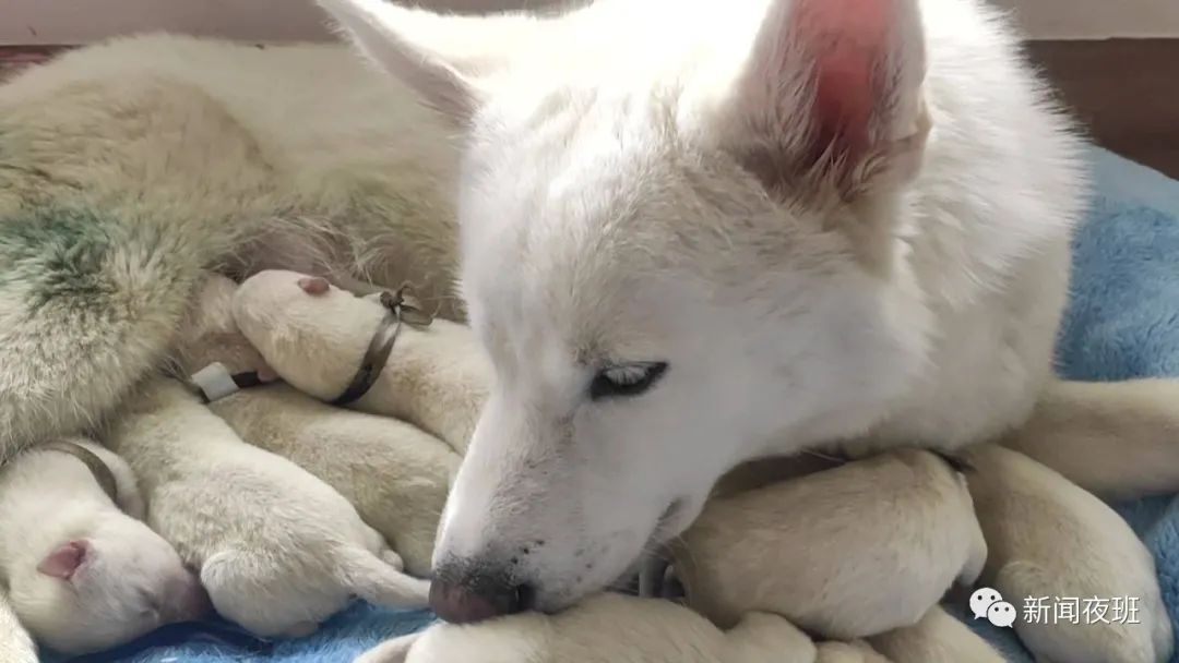 可爱广西首例人工繁育北极狼八胞胎幼崽