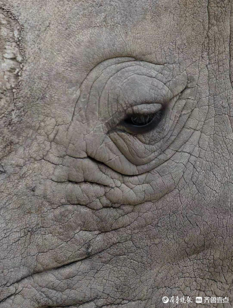 犀牛的眼睛,是不是很有沧桑感
