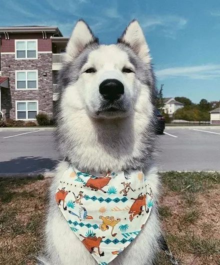 女子晒出长着一张严肃脸的哈士奇,结果网友看到全疯了,帅到爆!