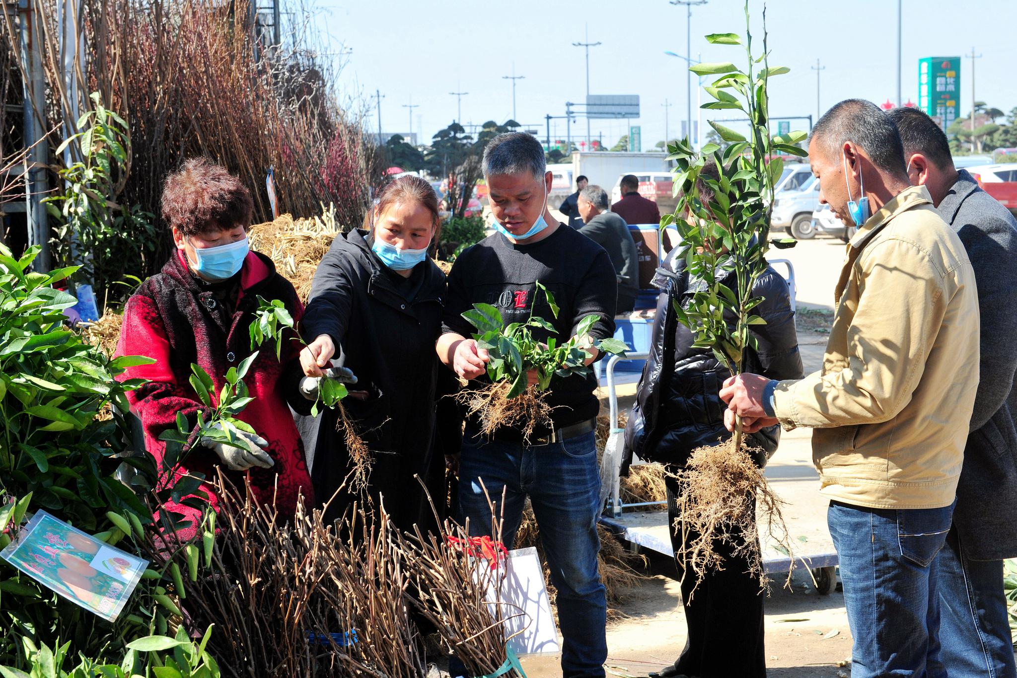 金华:春来好植树 苗木交易红火
