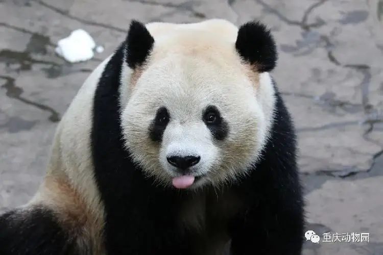 感谢关爱重庆动物园大熊猫的爱心人士,赠给滚滚们的新年礼物——人工