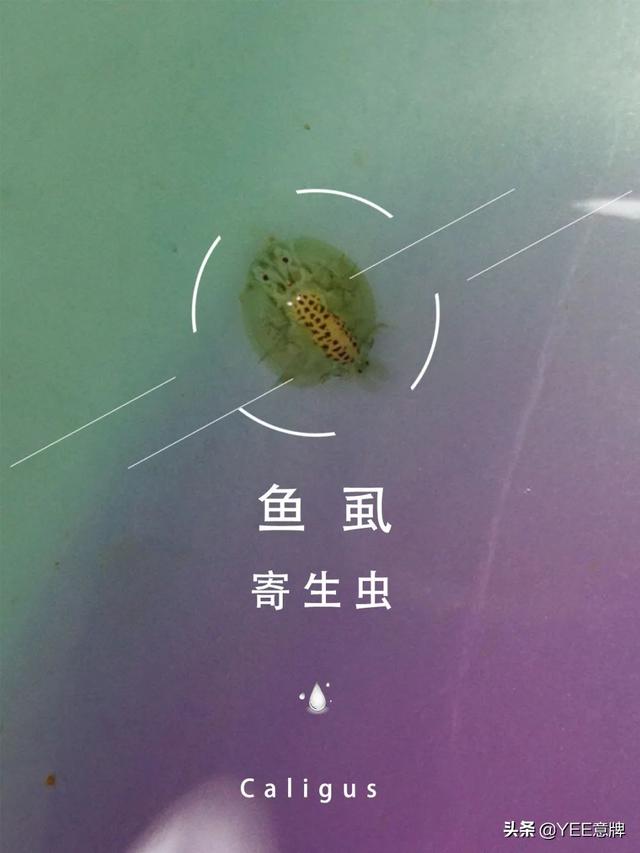 鱼友注意:谨防这种寄生虫,春季易发