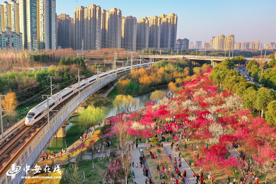 一列"和谐号"高铁驶过春意盎然的合肥匡河公园,游客在花海漫步赏梅一