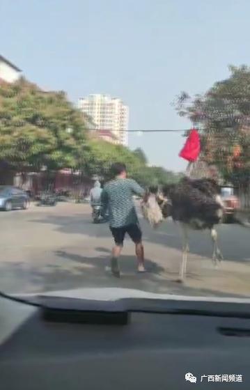 惊呆了！广西街头惊现狂奔大鸵鸟，结果被套头控制住休闲区蓝鸢梦想 - Www.slyday.coM