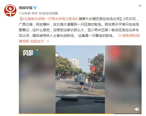 北海街头惊现一只两米多高大鸵鸟 满屏大长腿狂奔在车流之间休闲区蓝鸢梦想 - Www.slyday.coM