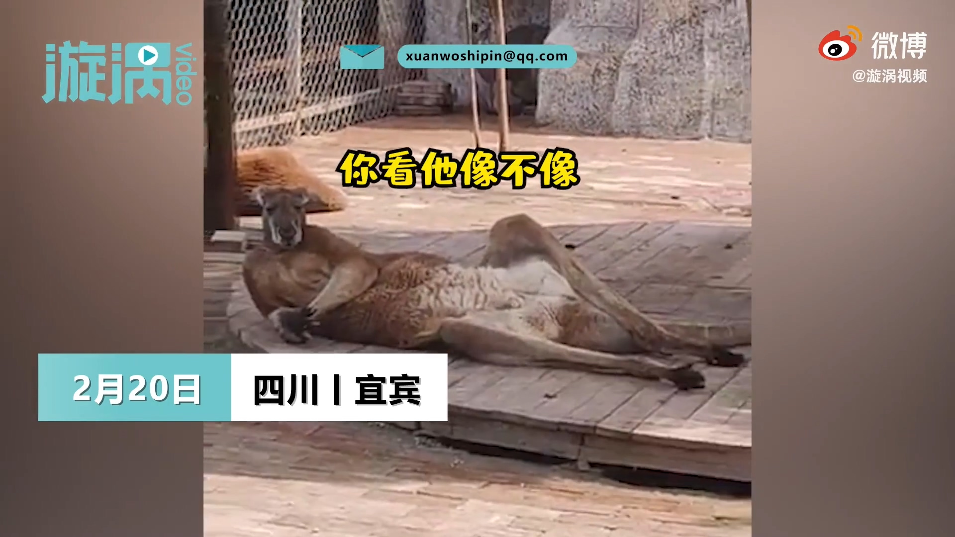 袋鼠葛优瘫引游客围观小朋友看它像不像爸爸在床上的样子