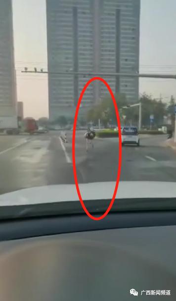 惊呆！广西街头惊现大鸵鸟，在车流中狂奔！结果……休闲区蓝鸢梦想 - Www.slyday.coM