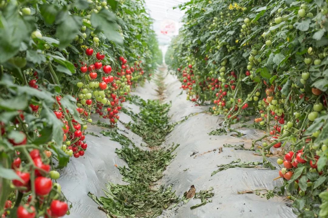 泾阳西红柿火了登上了西安地铁