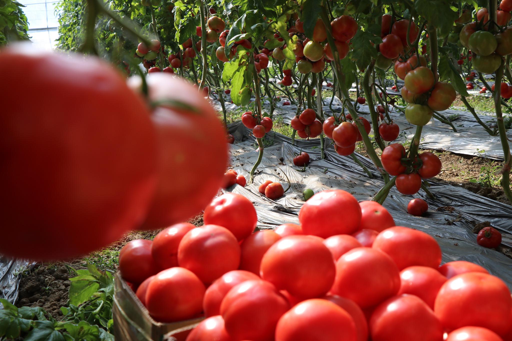 东海山左口:西红柿遭遇价格"倒春寒" 盼市场给力"加把火"