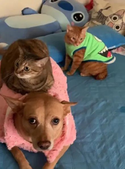 家里的猫都喜欢骑狗子身上,橘猫还默默排队,狗子:这可使不得!