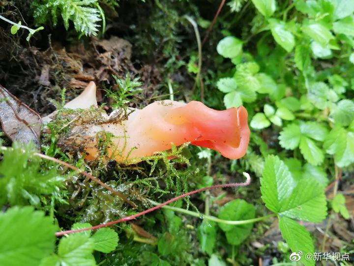 　　图一：现代蘑菇照片。中国科学院南京地质古生物研究所供图。刘雅榕摄。