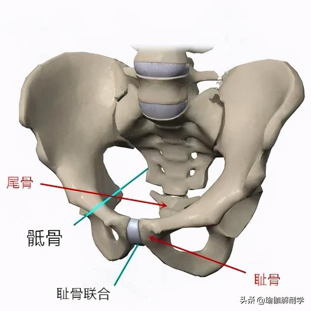 骶骨尾骨英文 骶骨尾骨英文