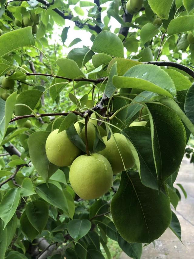 杨家台蜜梨:让生活如此"乐逍遥"