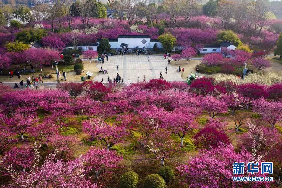 航拍游客在红梅傲雪景区赏花踏春.新华网发