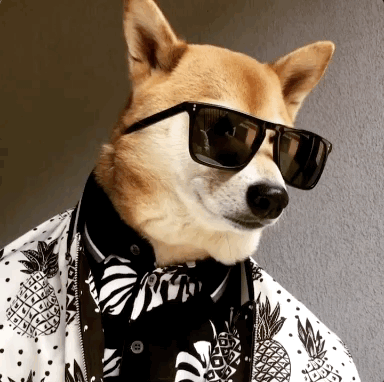 想不到有一天,我会被一只狗帅到无地自容