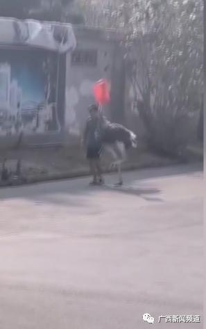 惊呆！广西街头惊现大鸵鸟，在车流中狂奔！结果……休闲区蓝鸢梦想 - Www.slyday.coM