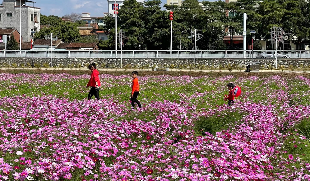 来赏花啦茶山上元稻田公园250亩花海绝美绽放