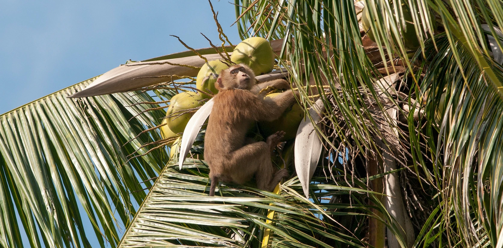 泰国农场仍用奴隶猴工摘椰子美国动物福利组织死磕