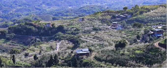 巴南鱼洞百胜村3000亩樱桃基地已花开成海, 邀您一同赏花!