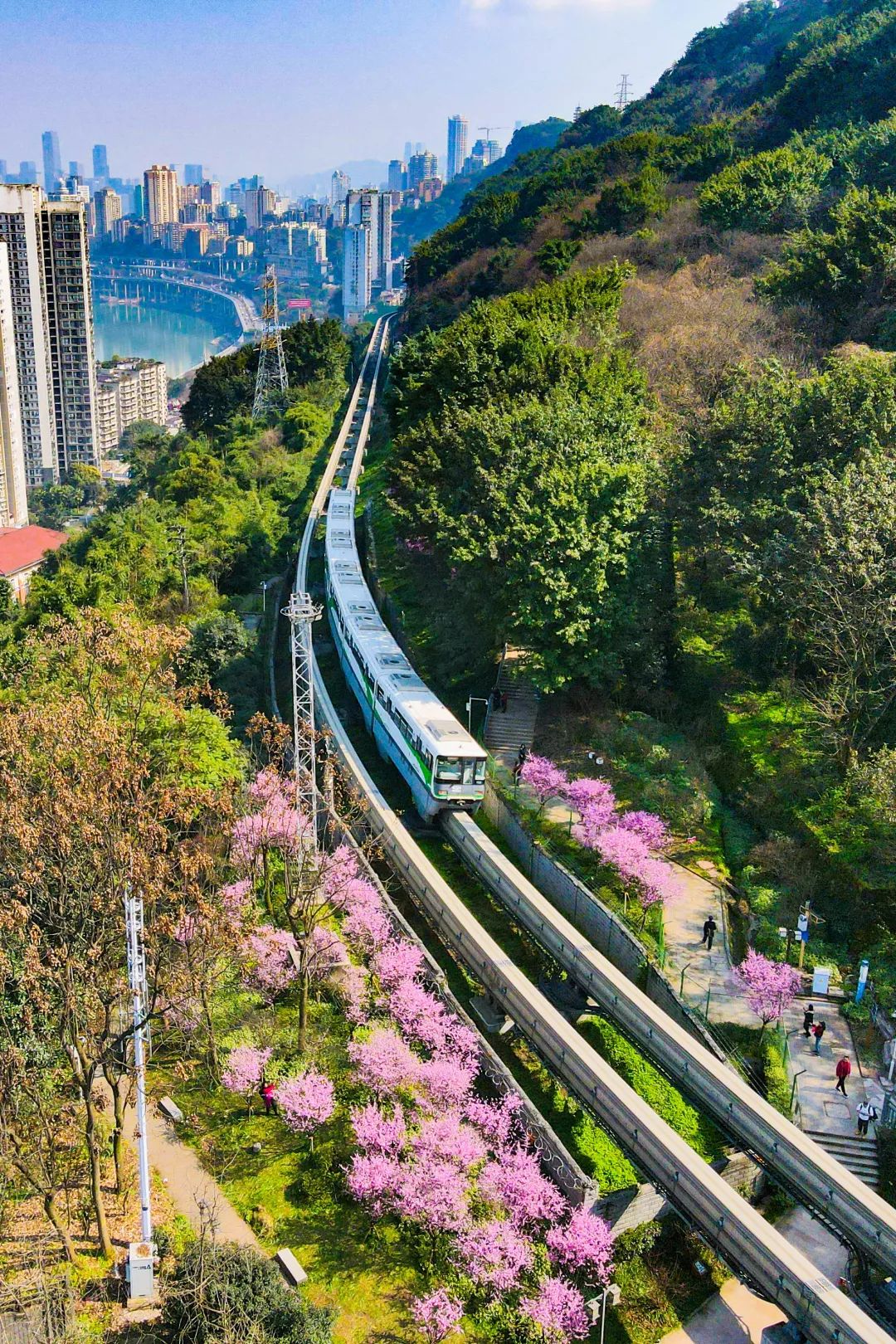 近日，重庆轨道交通2号线佛图关段，大面积的美人梅花盛开，单轨列车穿行在花海中，如开往春天的列车，成为一道城市亮丽的风景线。邹乐 摄