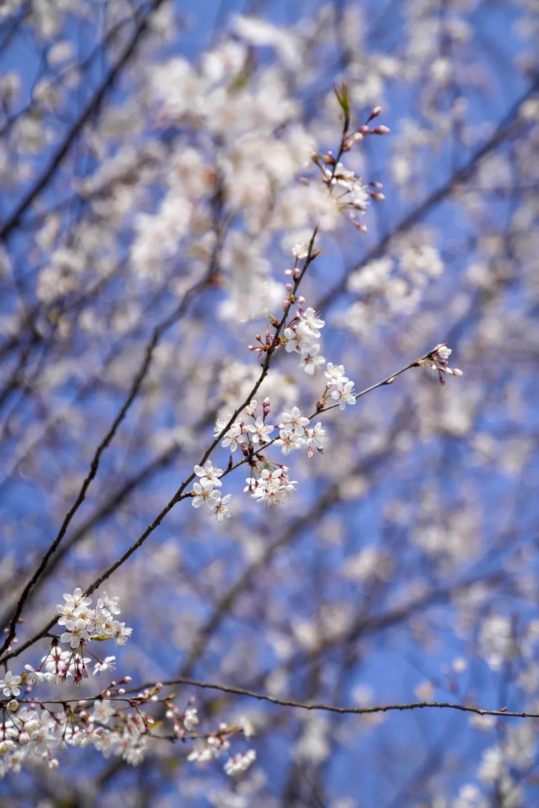 雪白的樱花在蓝天的衬托下分外美丽。罗嘉 摄