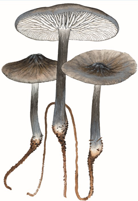 长根奥德蘑的科普介绍