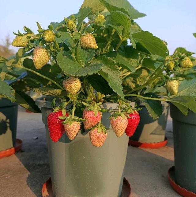 一个繁殖方法,一盆养出30盆,果实累累不用买苗|草莓苗|草莓|盆栽_新浪