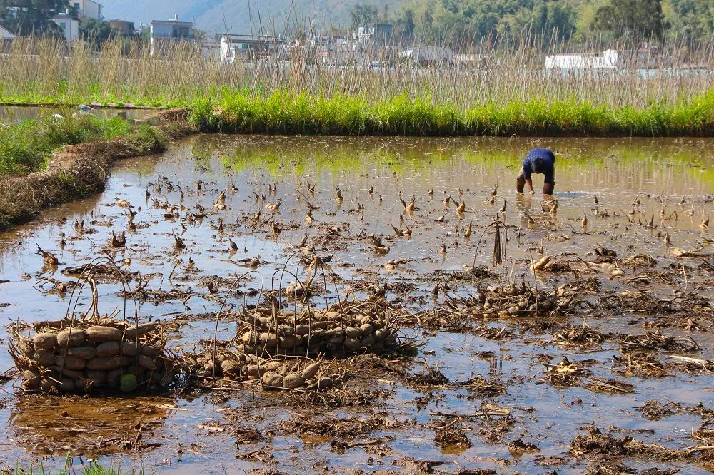黑泥地变"黄金地"!弥勒万亩莲藕"淘"出亿元财富