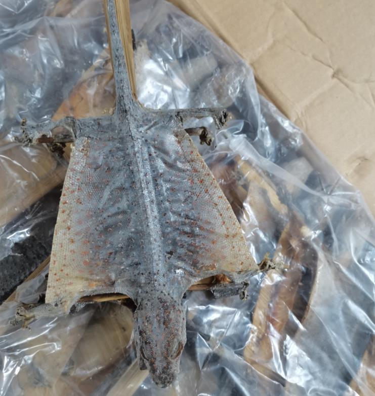 首批1万只干制蛤蚧入渝快看用来干什么