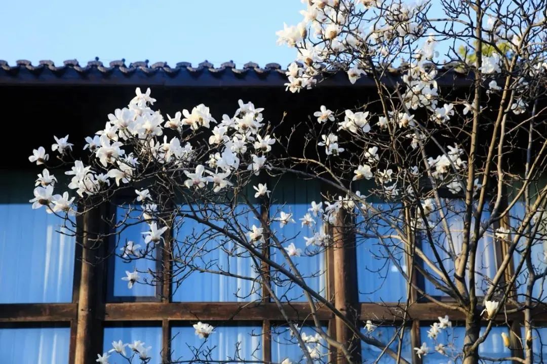 杭州最全玉兰花赏花地图来了最美玉兰大道原来在这