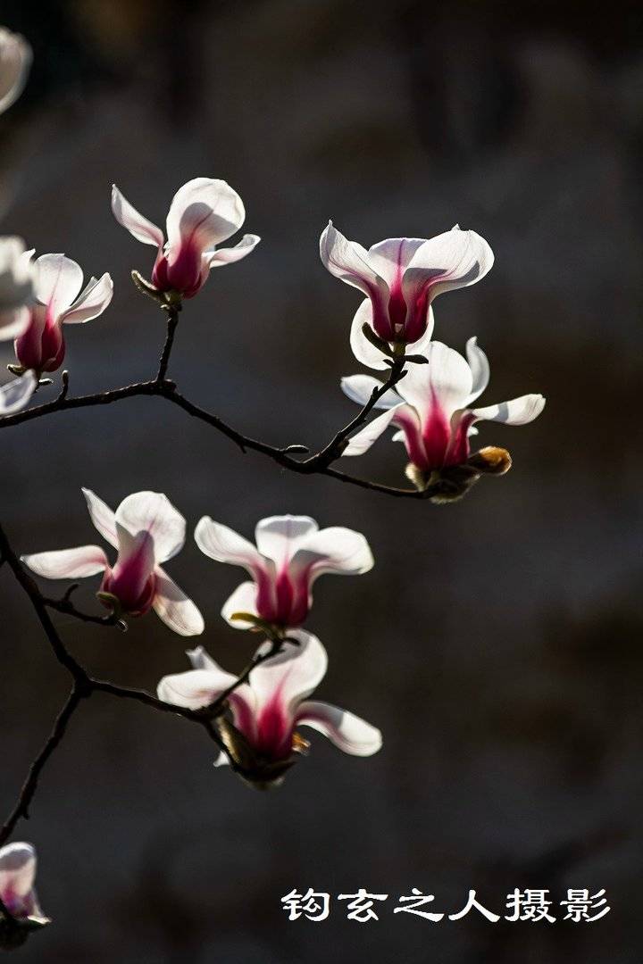 春风拂槛露华浓济南百花公园的玉兰开了