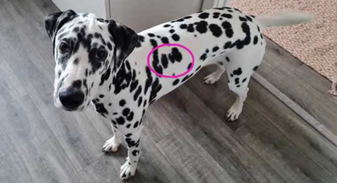 连斑点都是爱你的形状 英国一宠物狗身上呈现出"love"字样