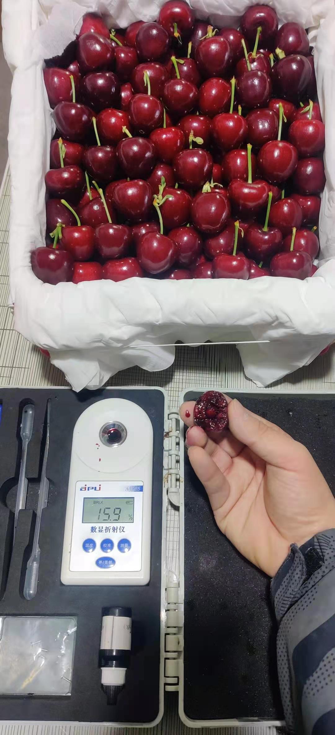 国产大樱桃进行甜度测试，达到15.9。受访者供图