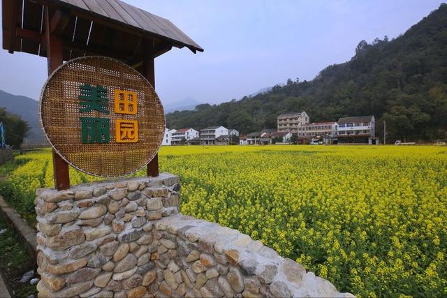 温州瓯海泽雅李降祥油菜花开,已是一片金色的海洋|泽雅|泽雅镇|瓯海区