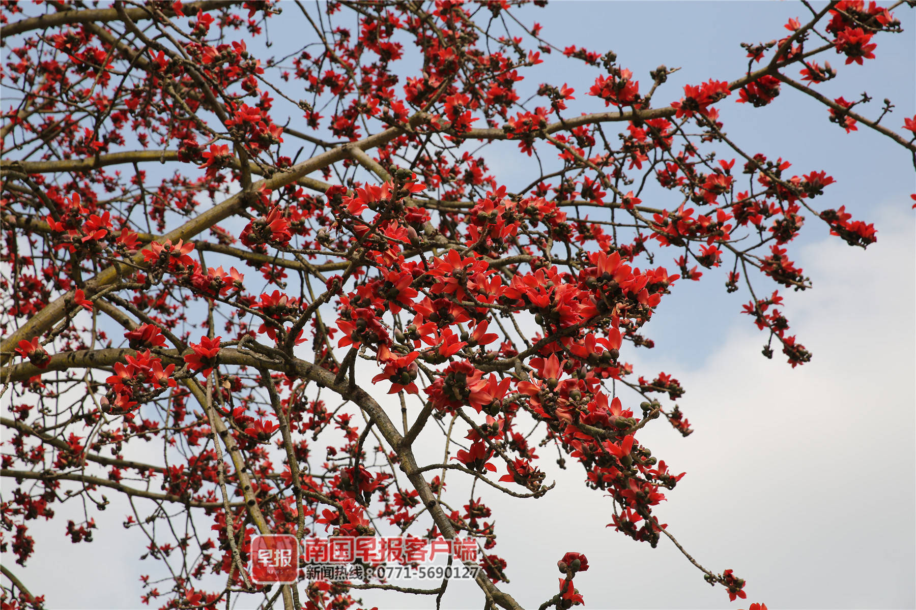 2月24日,南湖公園內木棉花盛開.