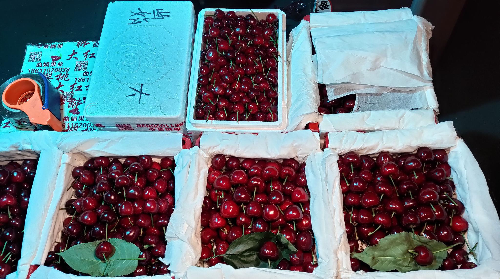 温棚生长的反季节国产大樱桃已经陆续上市。受访者供图