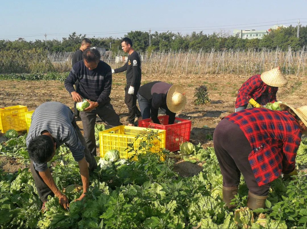 【重磅】今年中央一号文件聚焦这些内容，澄海这农场场长有话说...休闲区蓝鸢梦想 - Www.slyday.coM
