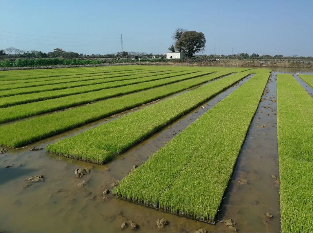 【重磅】今年中央一号文件聚焦这些内容，澄海这农场场长有话说...休闲区蓝鸢梦想 - Www.slyday.coM