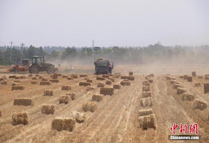 资料图：现代化的机械就地将秸秆打捆。 王中举 摄