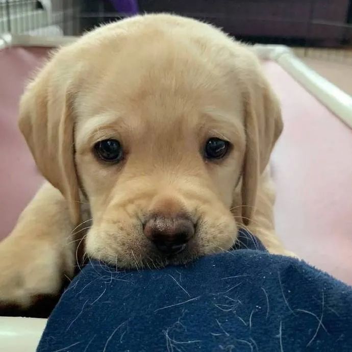 我们小狗怎么会有错呢委屈巴巴好想摸摸头