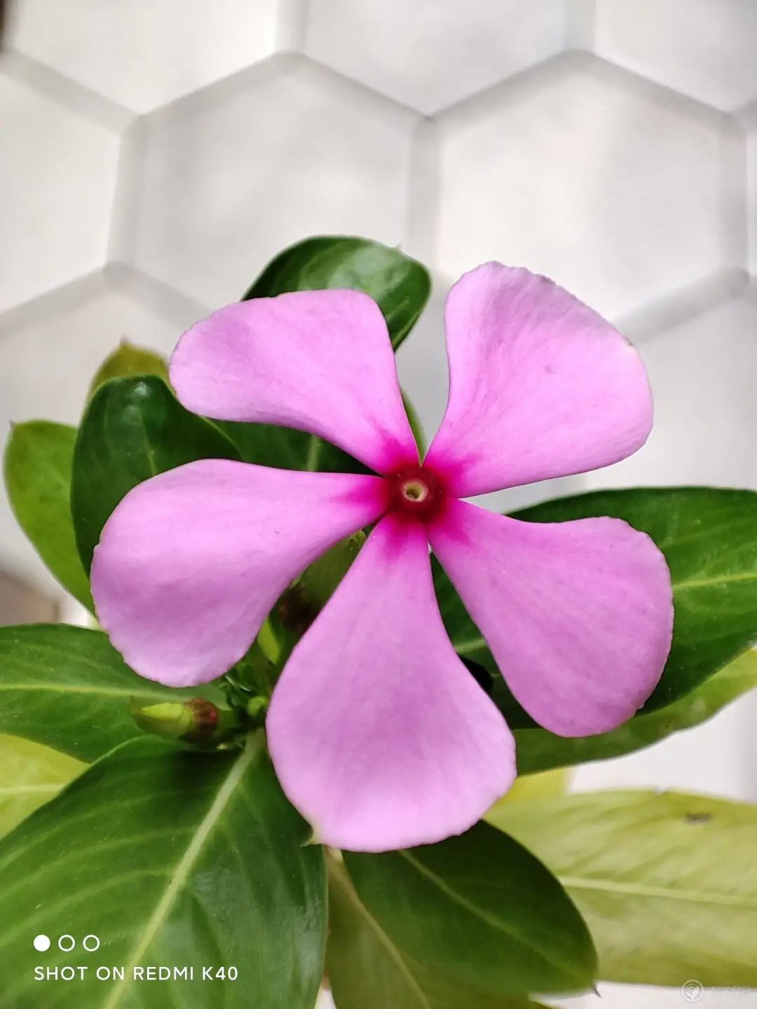 redmik40k40pro旗舰双子星再续性价比