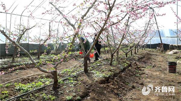 112秒东营大棚果树进入盛花期红粉簇簇娇颜美丽数万蜜蜂授粉现场壮观