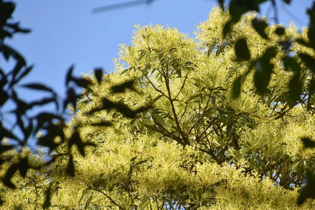 华南地区面积最大东莞野生润楠群落开花了