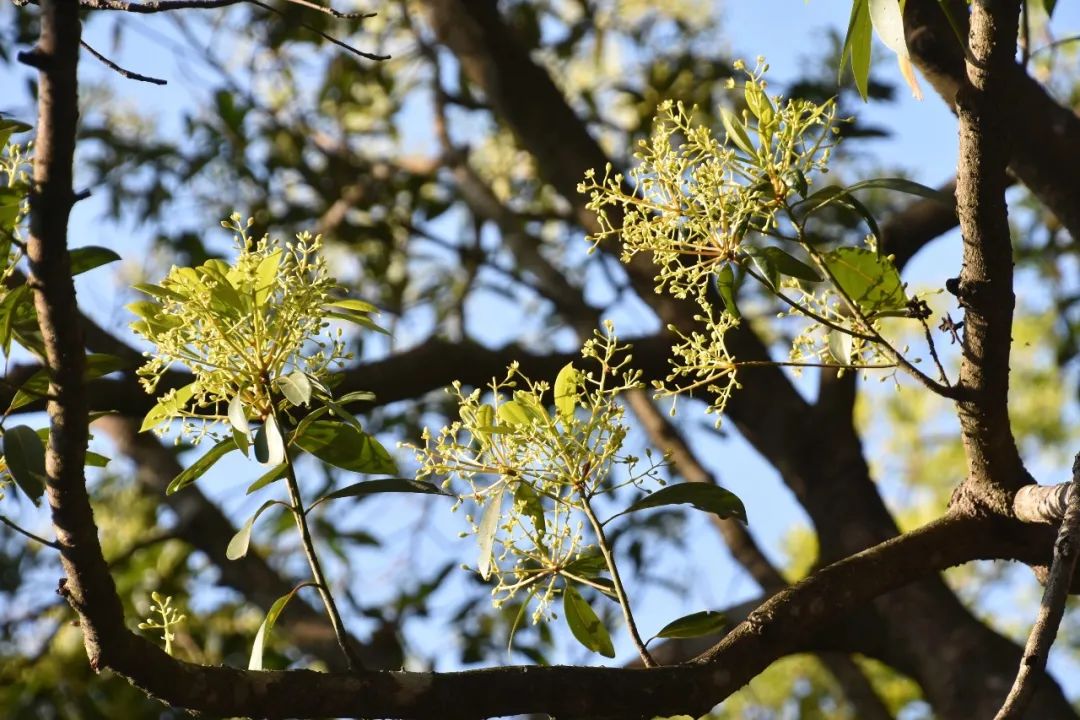 华南地区面积最大东莞野生润楠群落开花了