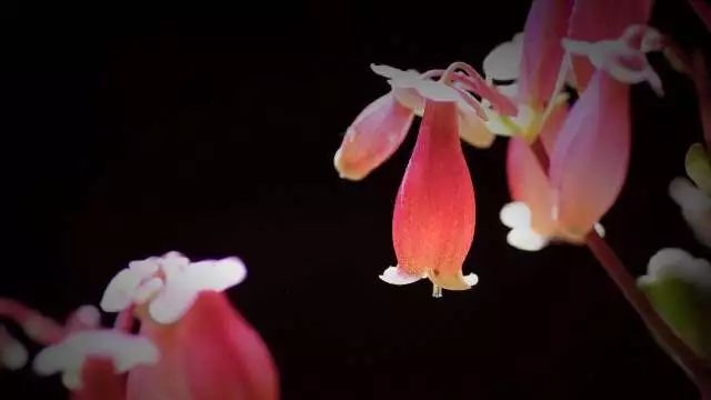 元宵节 浙江能看到月亮吗 这些有趣的植物 花 灯你见过吗 新浪新闻