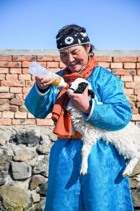 2月24日,内蒙古锡林浩特市宝力根苏木牧民孟根在给羊羔喂奶.