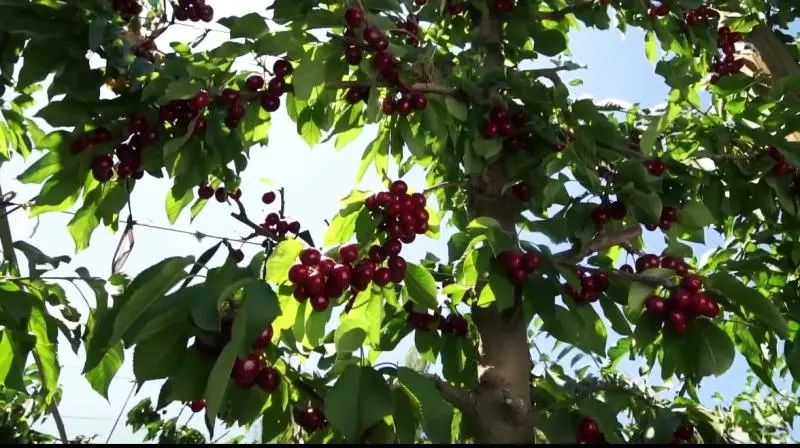 这也会给行业和市场带来多重影响——其一,智利继续扩大樱桃树种植